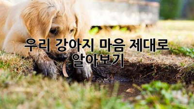 우리 강아지 마음, 제대로 알아보기🐶